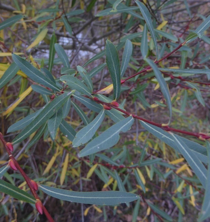 Purpurweide (Salix purpurea) – Produktbild, heimische Wildpflanze, Gehölze, naturnaher Garten